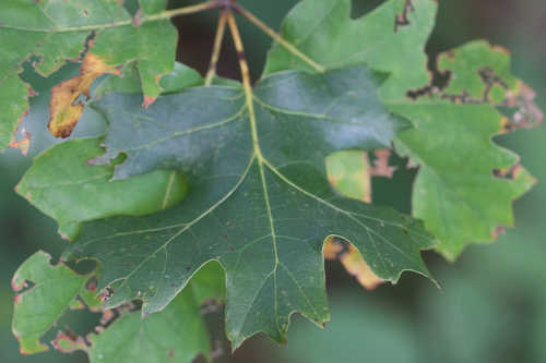 Quercus acerifolia #7